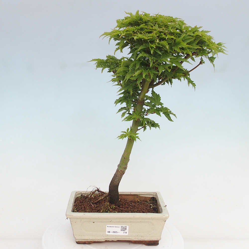 Vonkajší bonsai -Javor dlanitolistý Acer palmatum Shishigashira