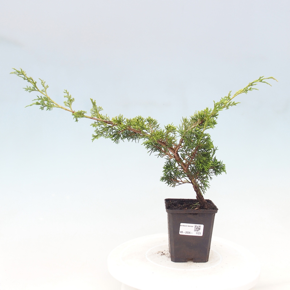 Vonkajší bonsaj - Juniperus chinensis Itoigawa