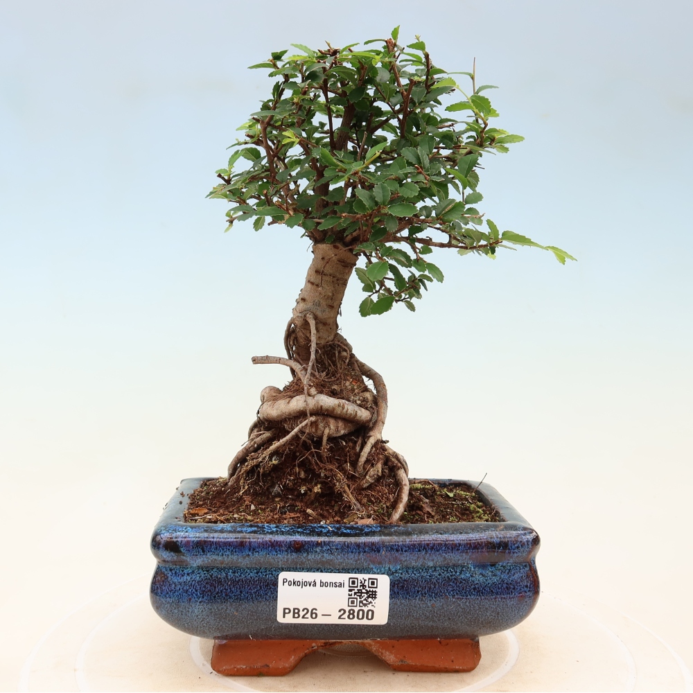 Izbový bonsaj - Ulmus parvifolia - brest malolistý