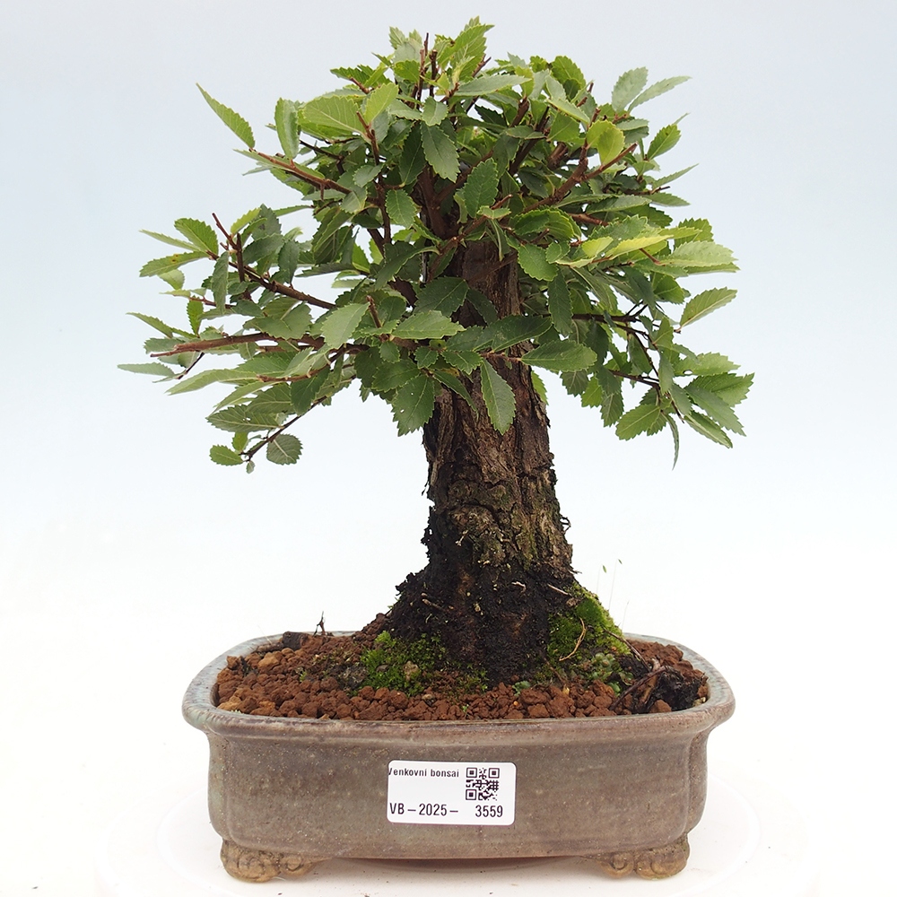 Vonkajšie bonsaje - Zelkova - Zelkova NIRE
