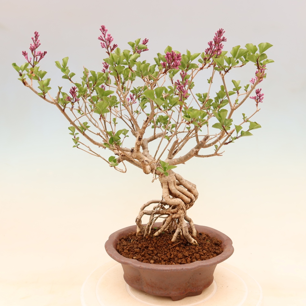 Vonkajší bonsaj - Syringa microphylla - drobnokvetý šeřík
