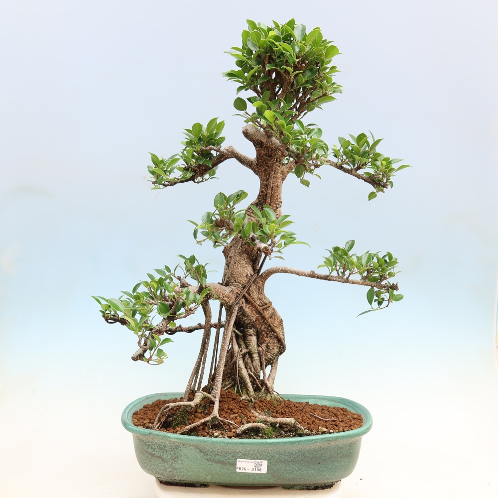 Izbové bonsaje - Ficus kimmen - drobnolistý fikus
