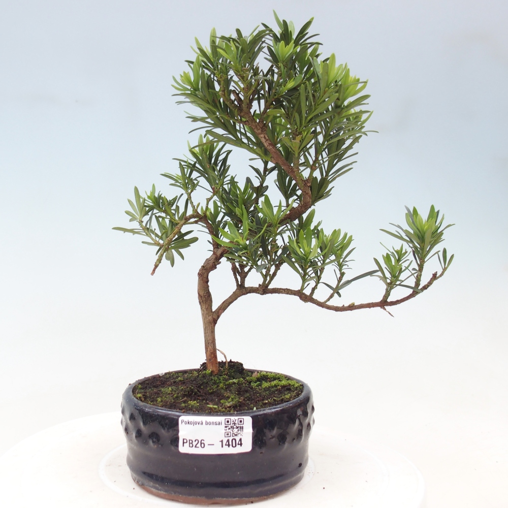 Izbové bonsaje - Podocarpus - Kamenný tis