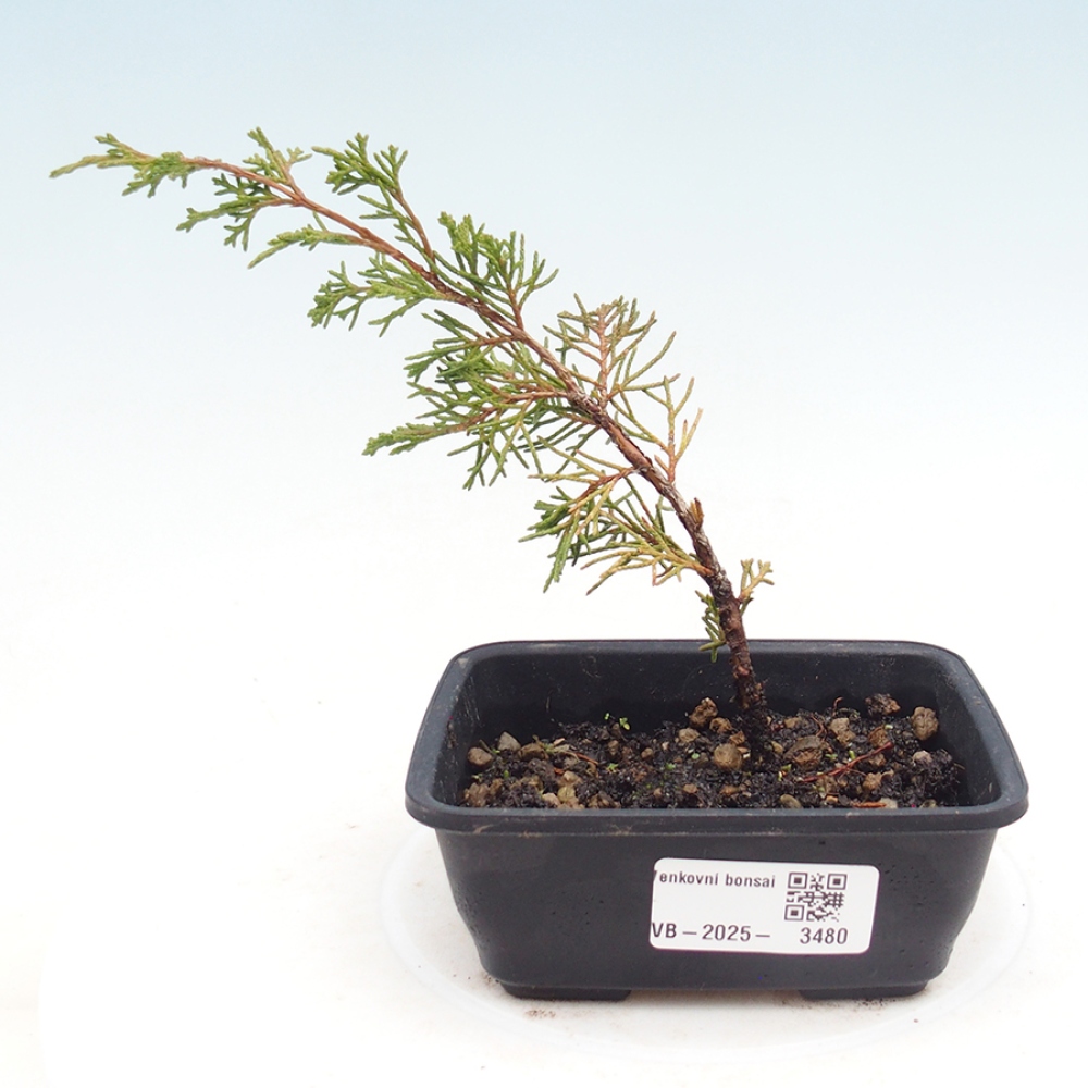 Vonkajší bonsaj - Juniperus chinensis Itoigawa