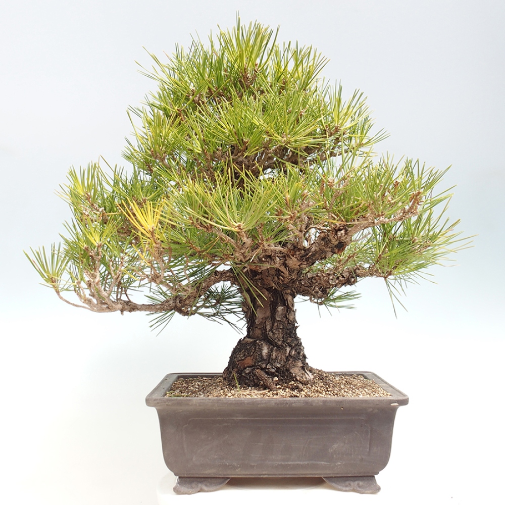 Vonkajšie bonsaje - Pinus thunbergii - borovica Thunbergova