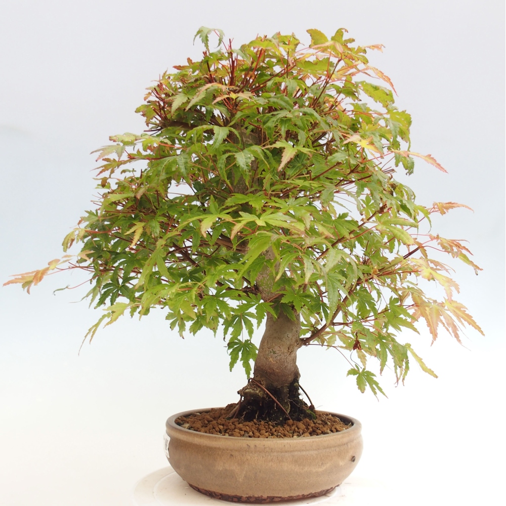 Vonkajší bonsai - Javor dlanitolistý - Acer palmatum