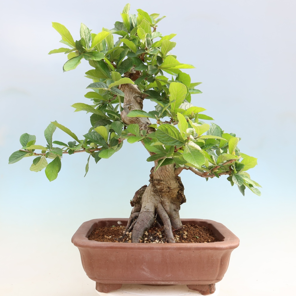 Vonkajšie bonsaje – Photinia chlpatá – Photinia villosa