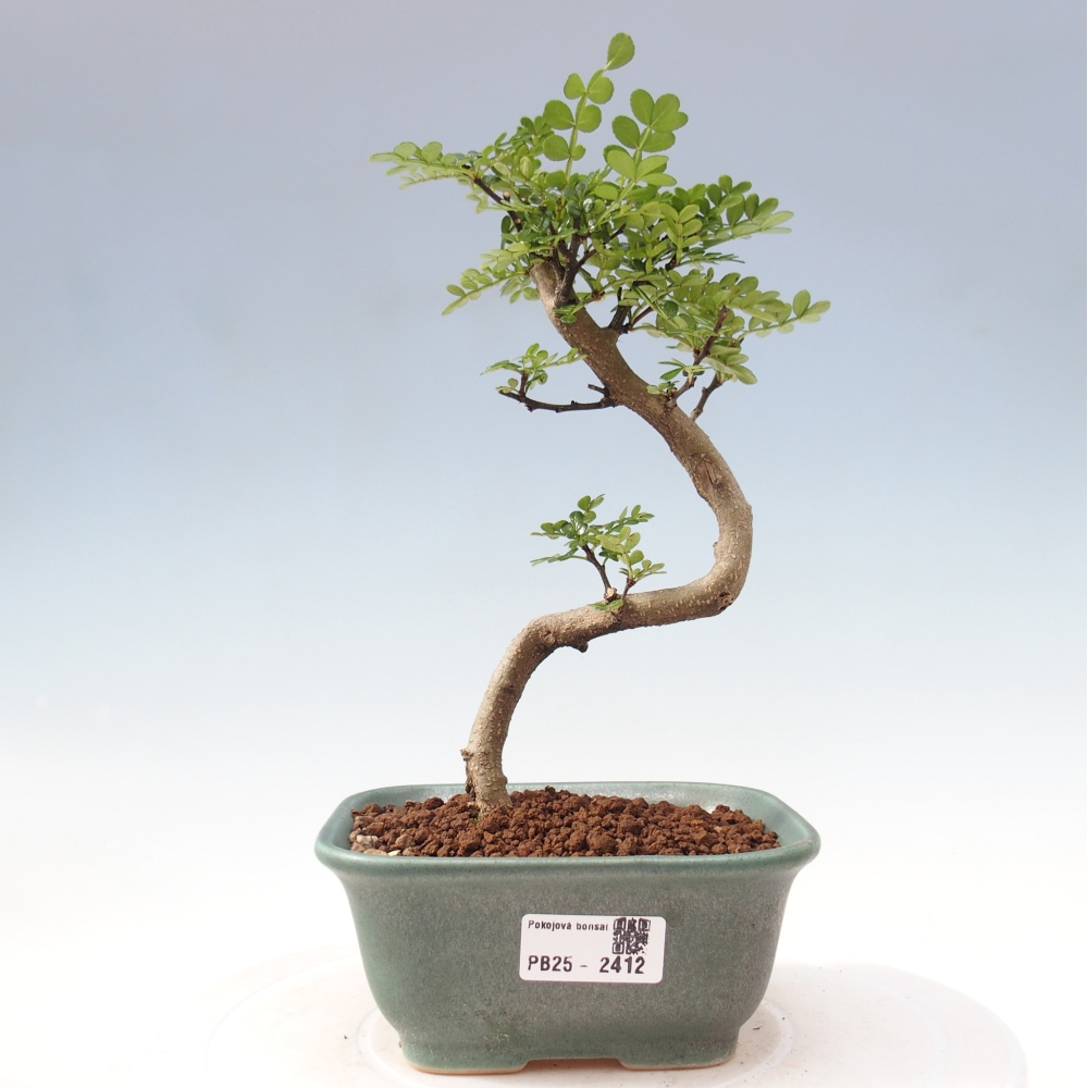 Izbová bonsai - Zantoxylum piperitum - korenistý