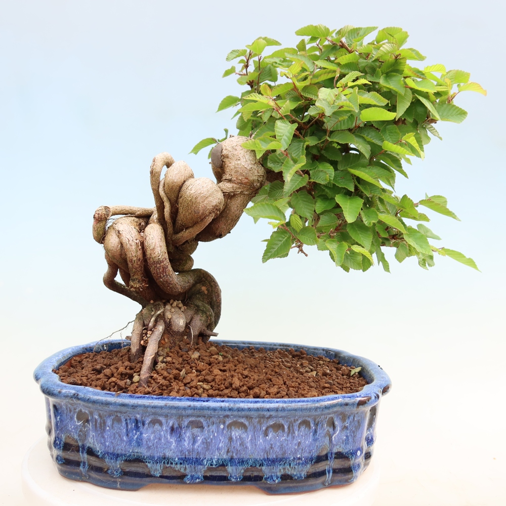 Vonkajší bonsaj -Carpinus coreana - Hrab kórejský