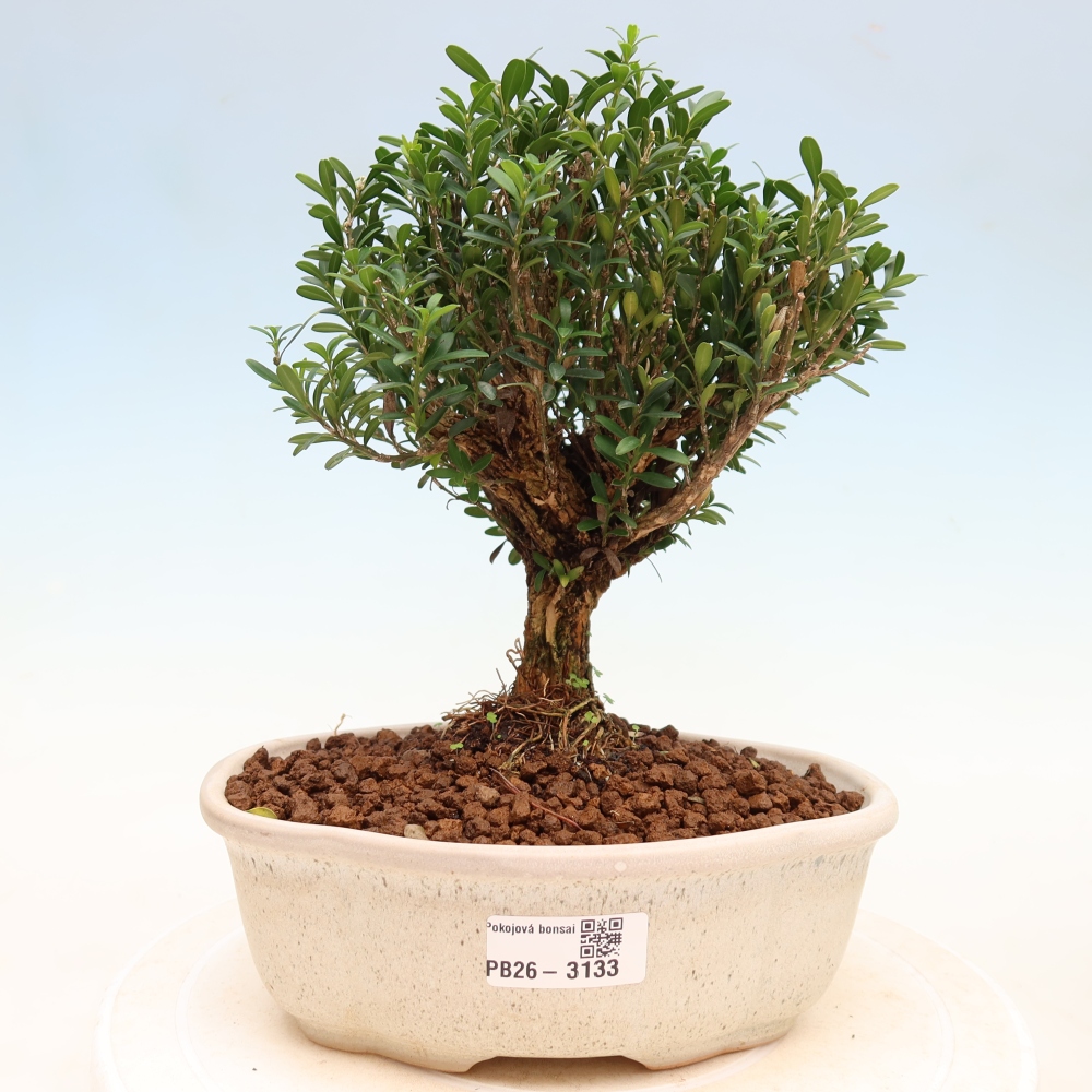 Izbové bonsaje - Buxus harlandii - korkový buxus