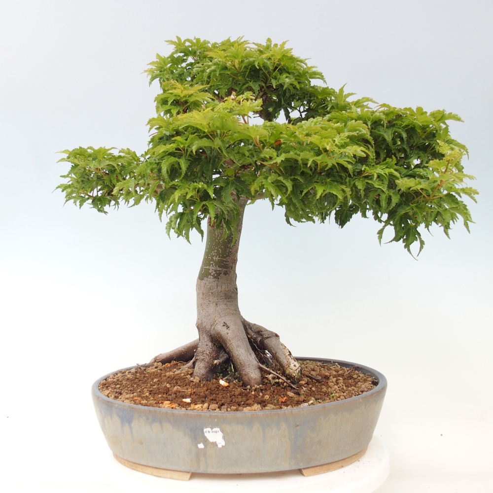 Vonkajšia bonsaj -Javorská palma Acer palmatum Shishigashira