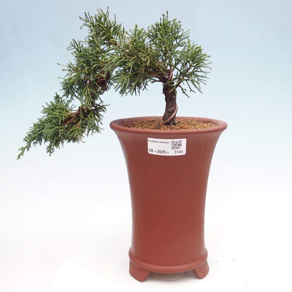 Vonkajší bonsai - Juniperus chinensis Kishu -Jalovec čínsky