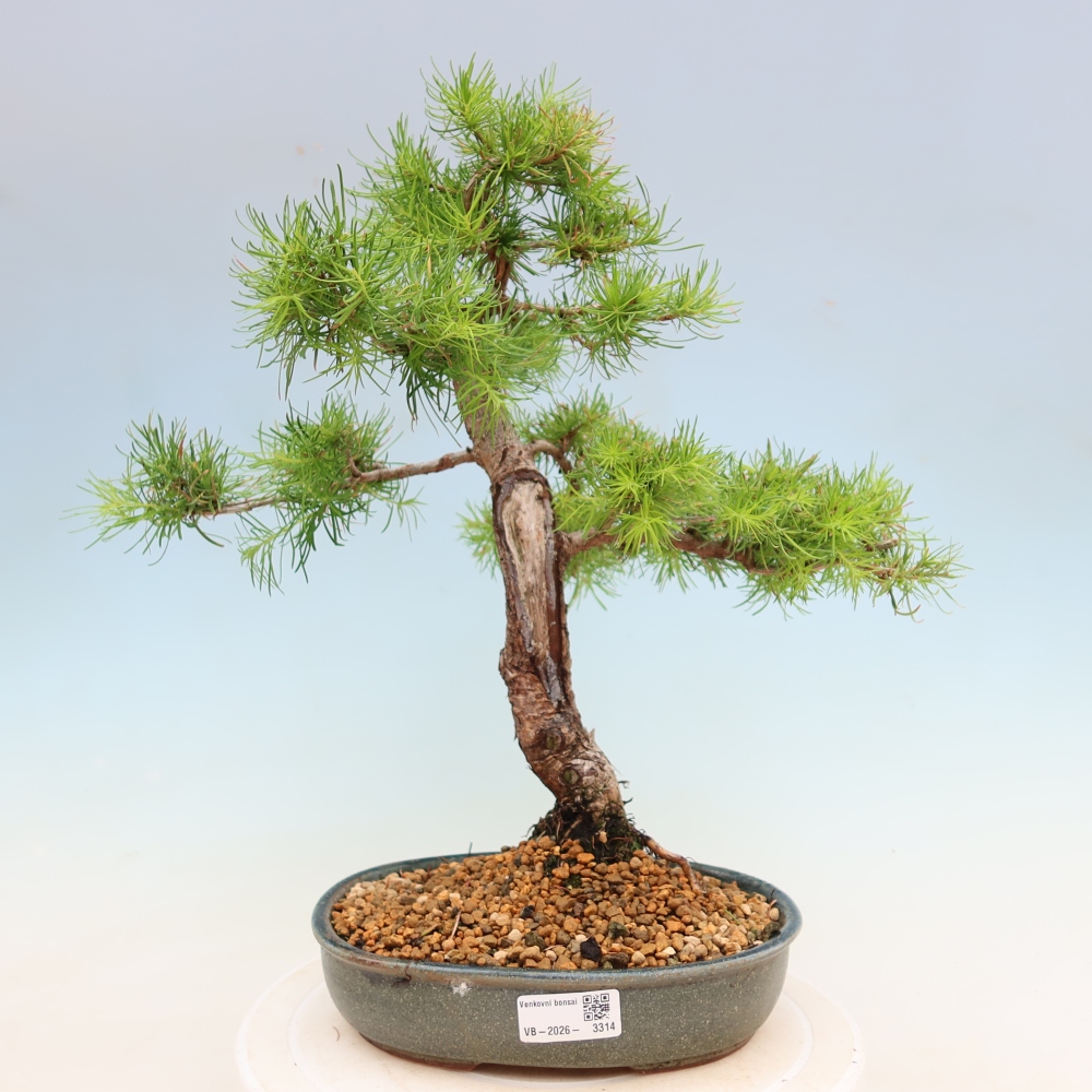 Vonkajšie bonsaje -Larix decidua - Smrekovec