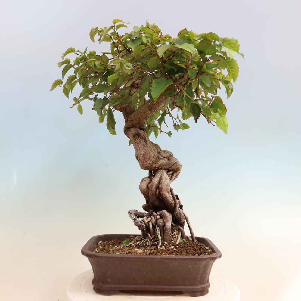Vonkajšie bonsaje -Carpinus CARPINOIDES - Hrab kórejský