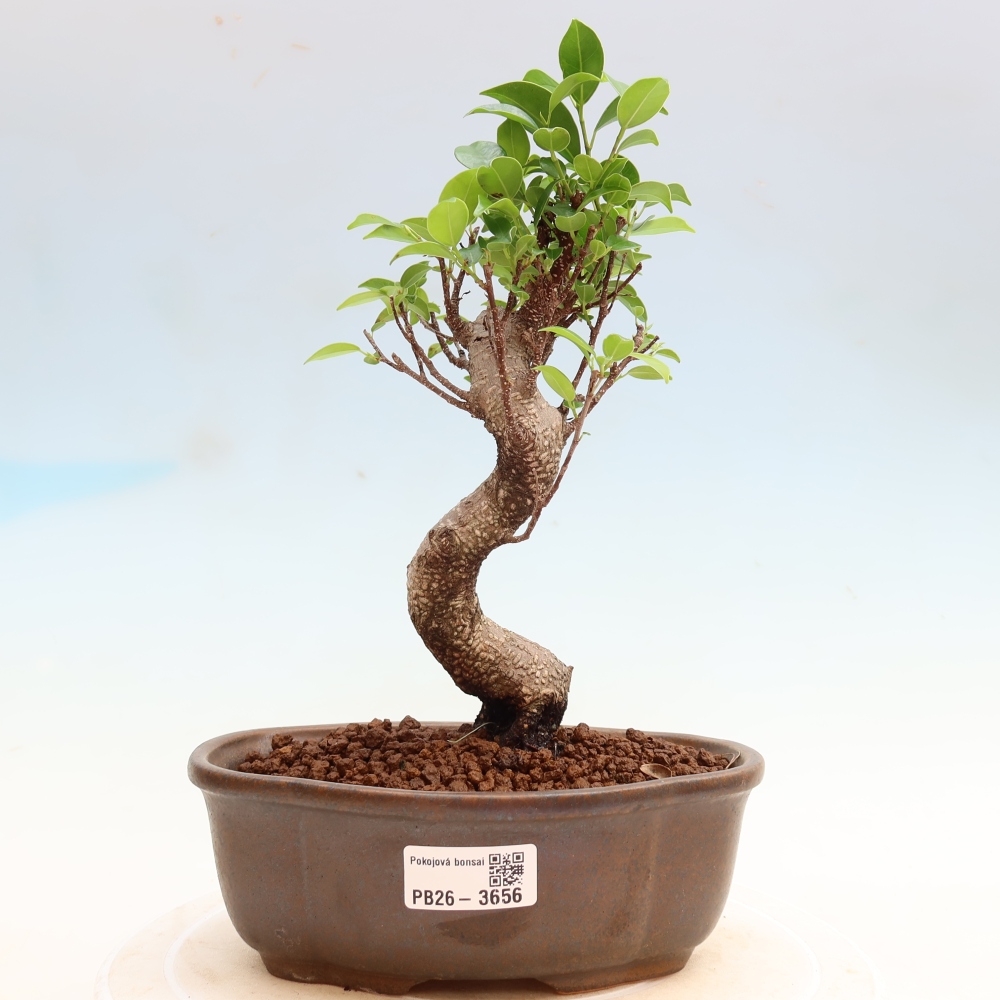 Izbové bonsaje - Ficus kimmen - drobnolistý fikus