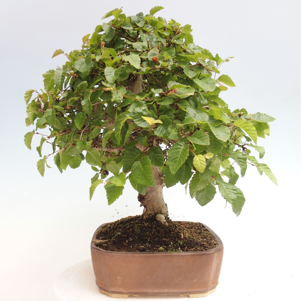 Vonkajší bonsai -Carpinus CARPINOIDES - Hrab kórejský