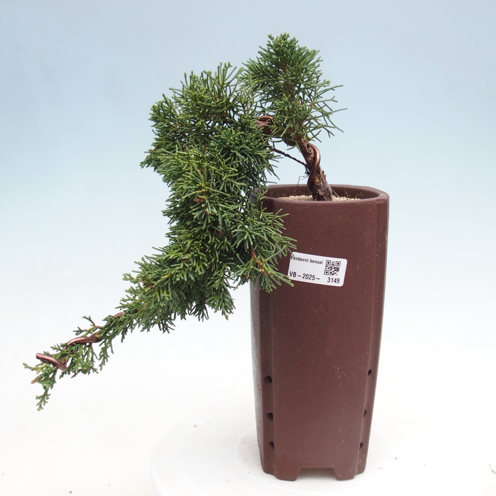 Vonkajší bonsai - Juniperus chinensis Kishu -Jalovec čínsky