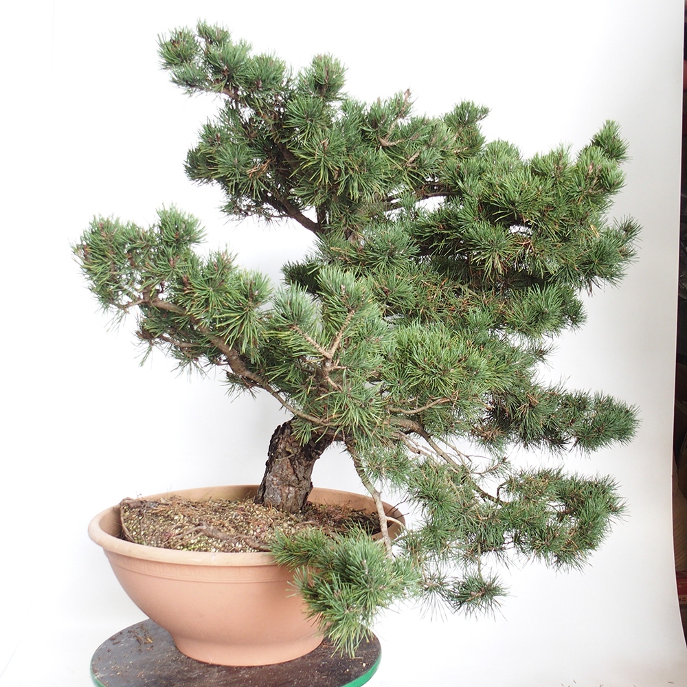 Yamadori - Pinus sylvestris Španielsko