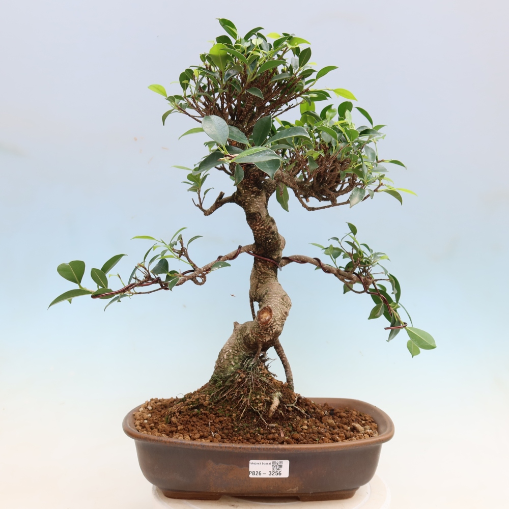 Izbové bonsaje - Ficus kimmen - drobnolistý fikus
