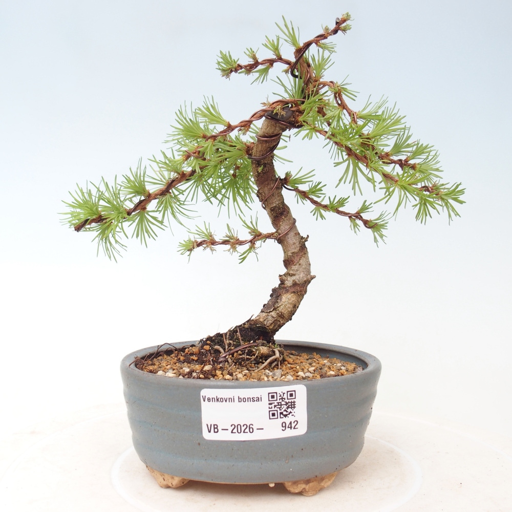 Vonkajšie bonsaje - Larix Kaempferi - Japonský smrekovec