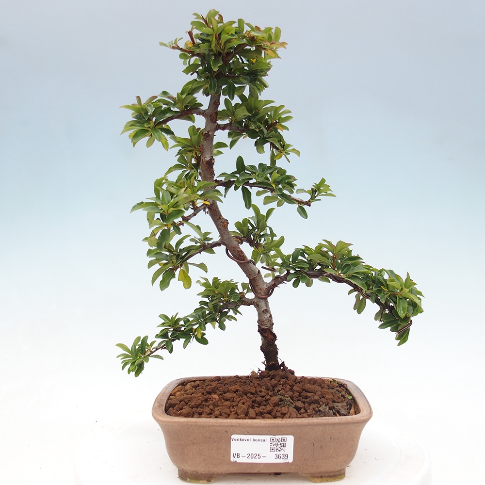 Vonkajšie bonsaje-Pyracantha Teton -Hlox