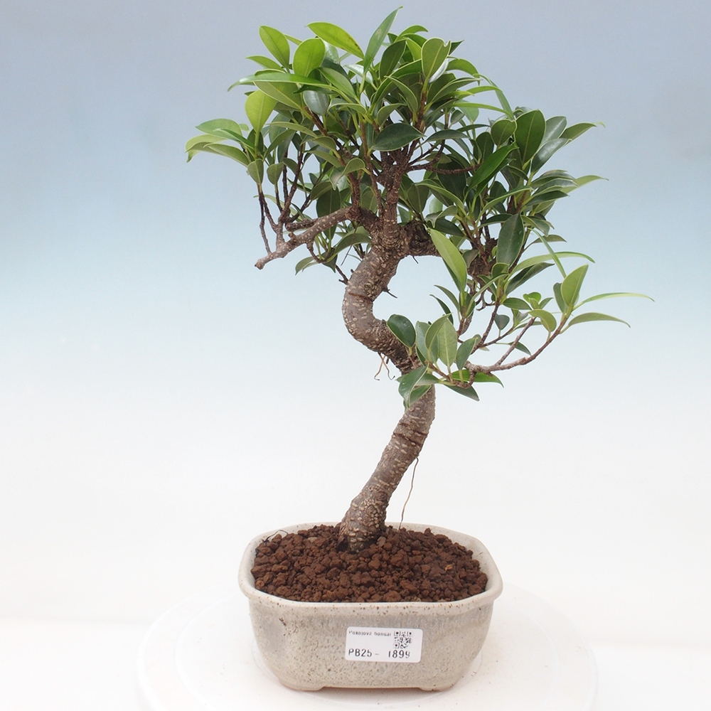 Izbová bonsai - Ficus retusa - malolistá fikus