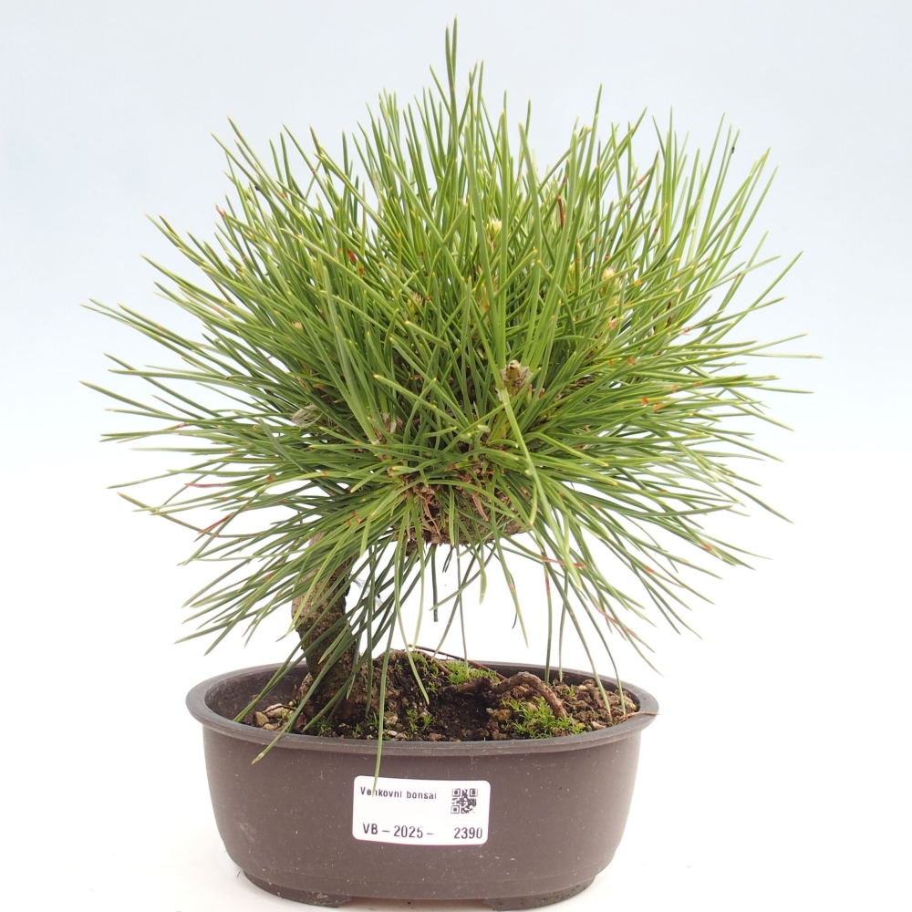 Vonkajší bonsai - Pinus thunbergii - Borovica thunbergova