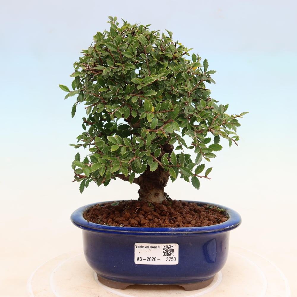 Vonkajšie bonsaje - Zelkova - Zelkova NIRE