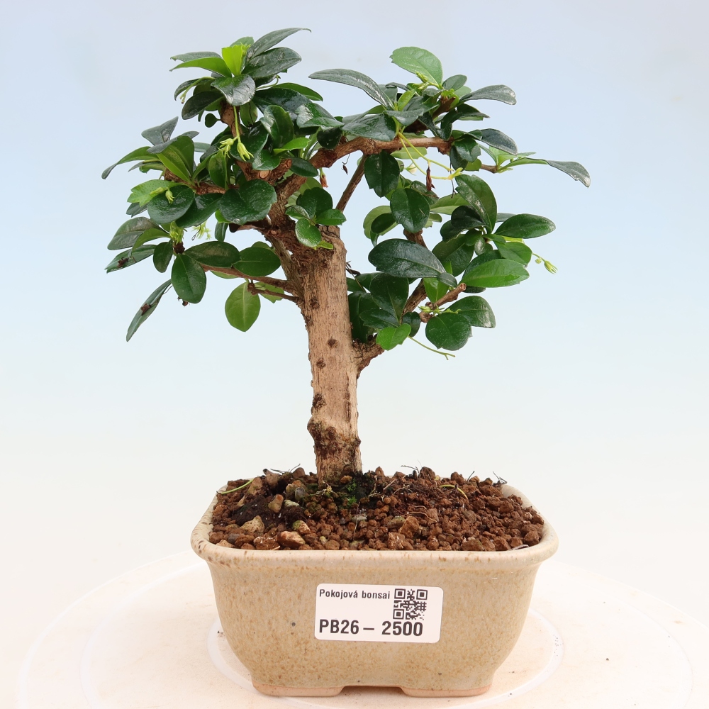 Izbové bonsaje - Carmona macrophylla - Tea fuki
