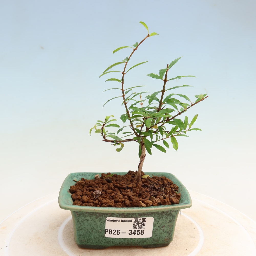 Izbový bonsaj-PUNICA granatum nana-Granátové jablko