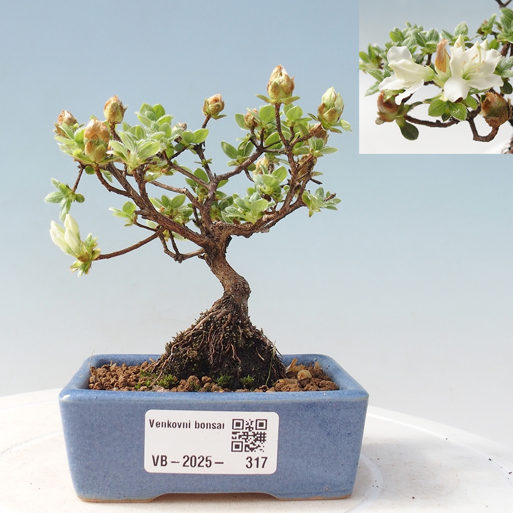 Vonkajší bonsai - Rhododendron indicum - Japonská azalka