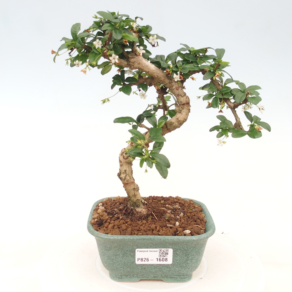 Izbové bonsaje - Carmona macrophylla - Tea fuki