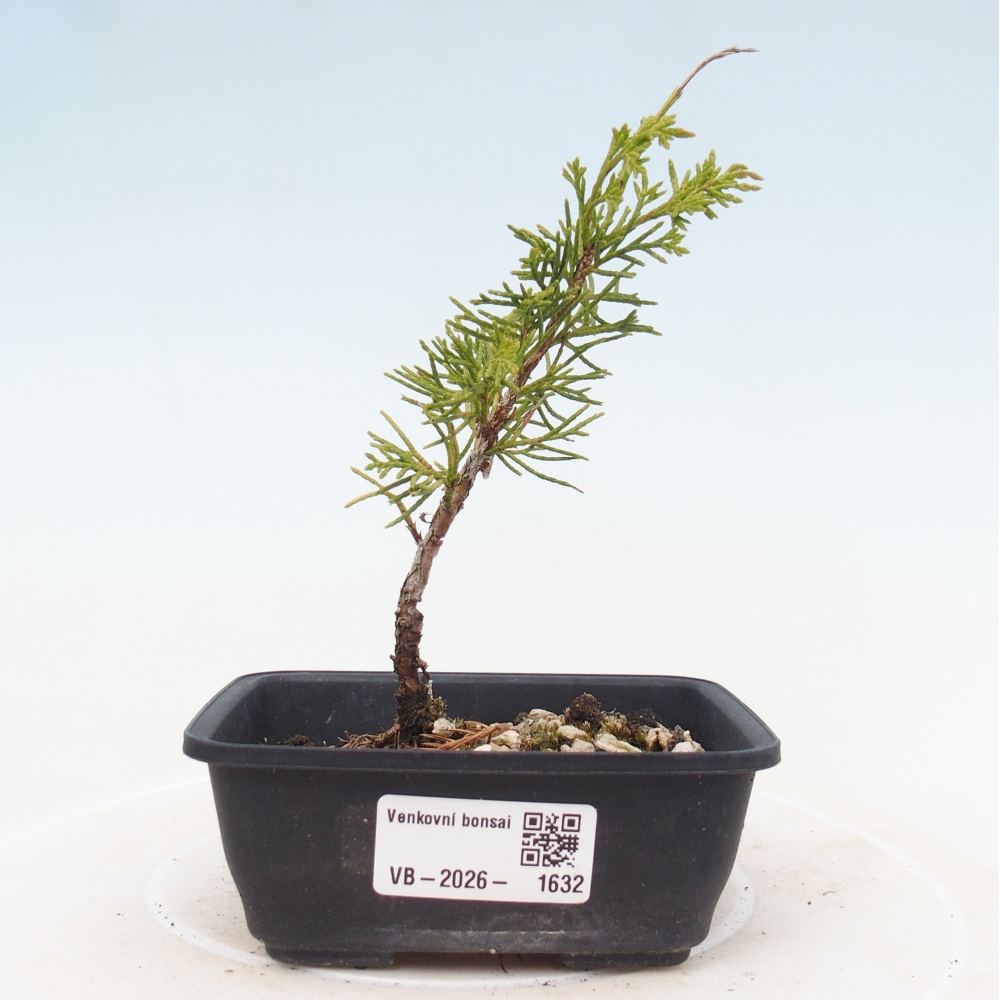 Vonkajší bonsaj - Juniperus chinensis Itoigawa