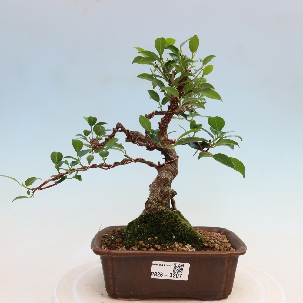 Izbové bonsaje - Ficus kimmen - drobnolistý fikus