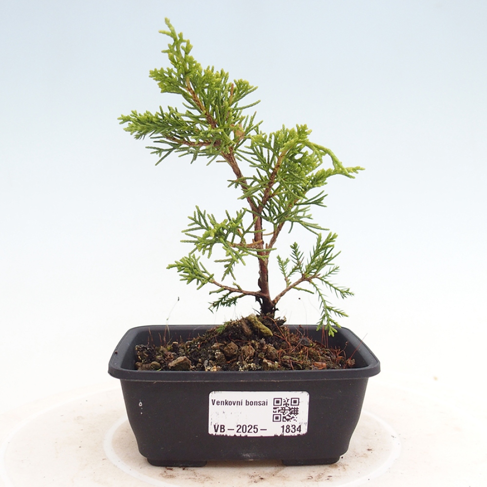 Vonkajší bonsai - Juniperus chinensis Itoigawa -Jalovec čínsky