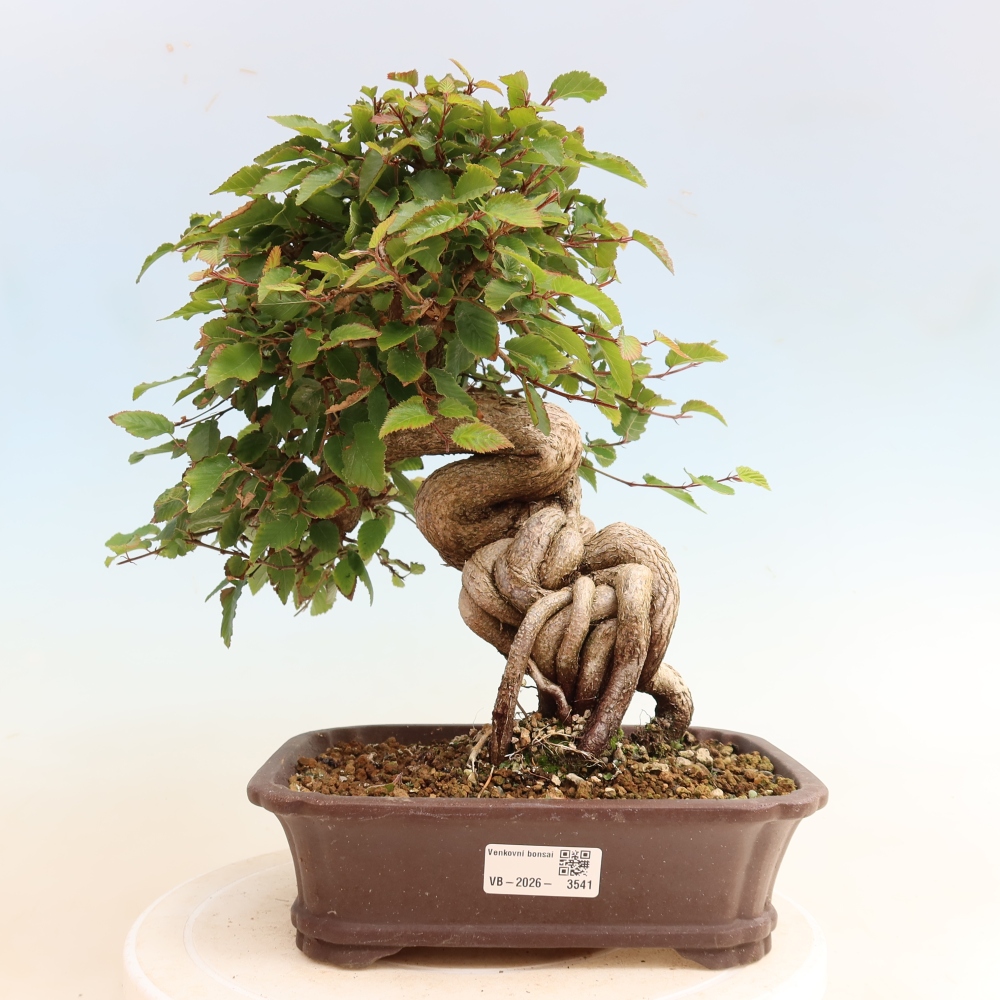 Vonkajšie bonsaje -Carpinus CARPINOIDES - Hrab kórejský