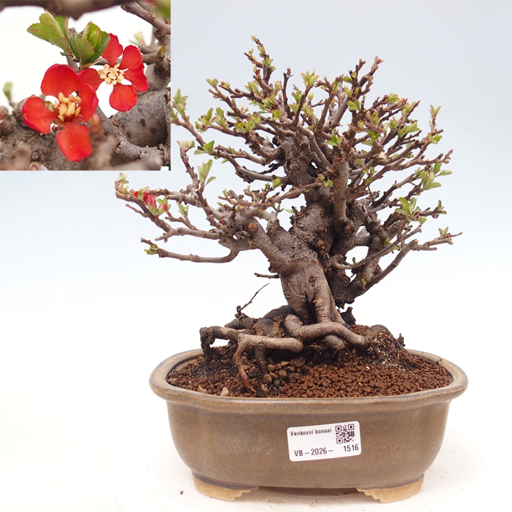 Vonkajšie bonsaje - Chaneomeles speciosa - Kdoule