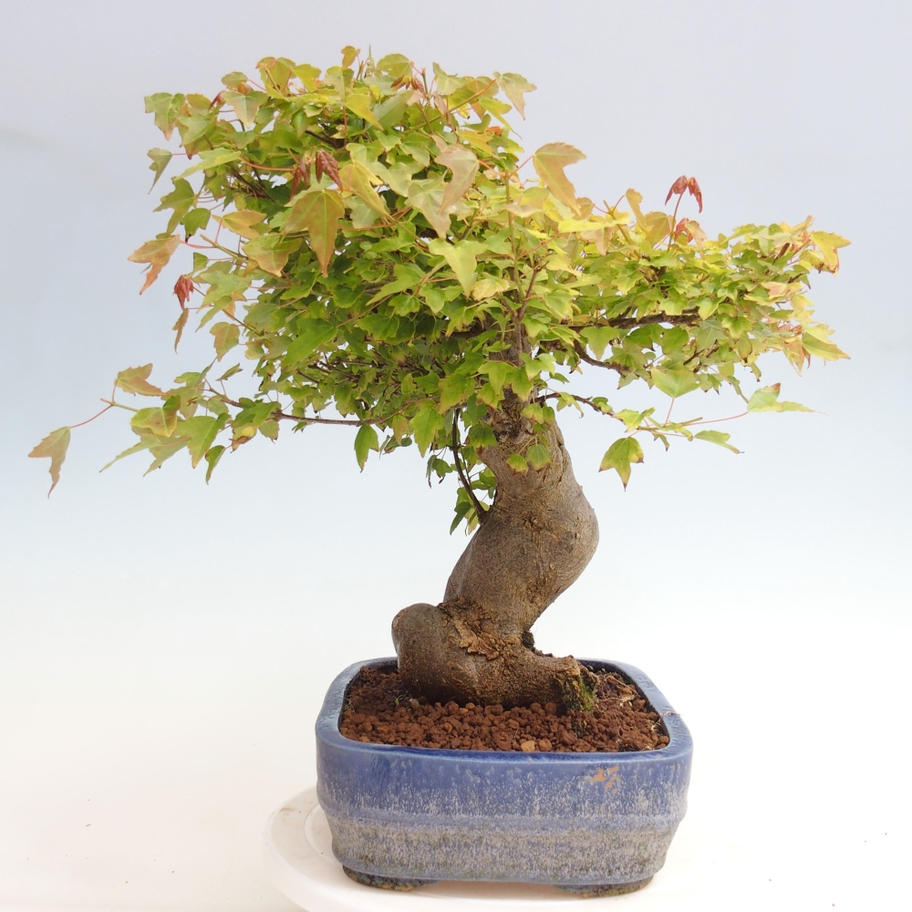 Vonkajšie bonsai - Javor Buergerianum - Javor Burgerův
