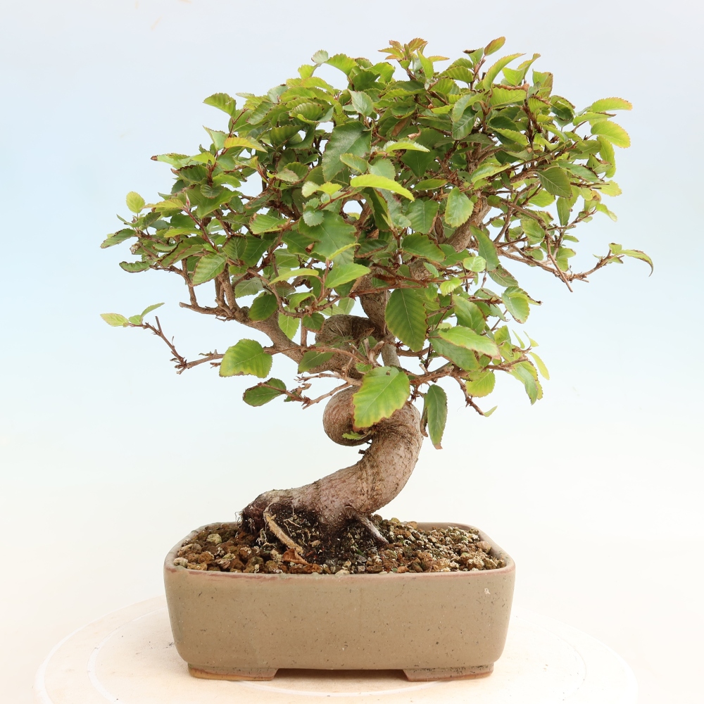 Vonkajšie bonsaje -Carpinus CARPINOIDES - Hrab kórejský