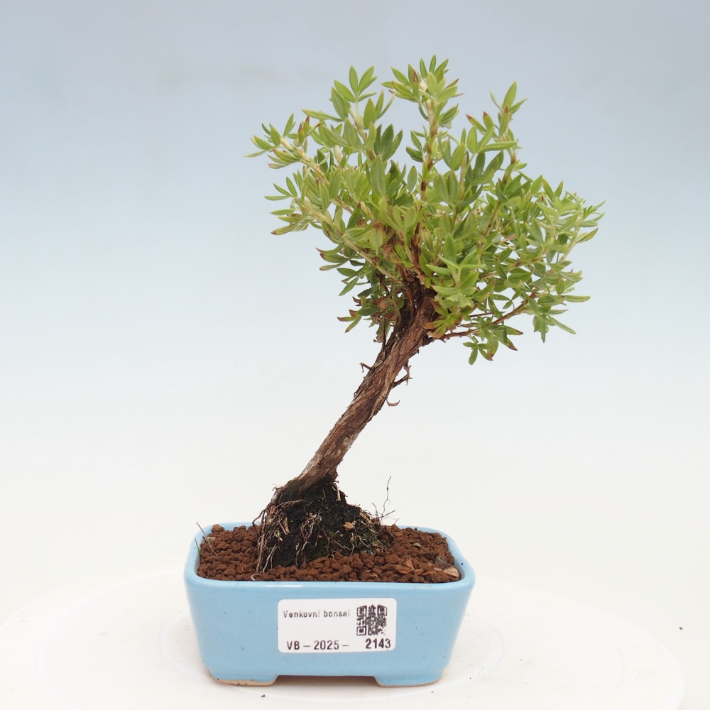 Vonkajšia bonsai-Nátržník krovitá - potentila fruticosa yellow Bird