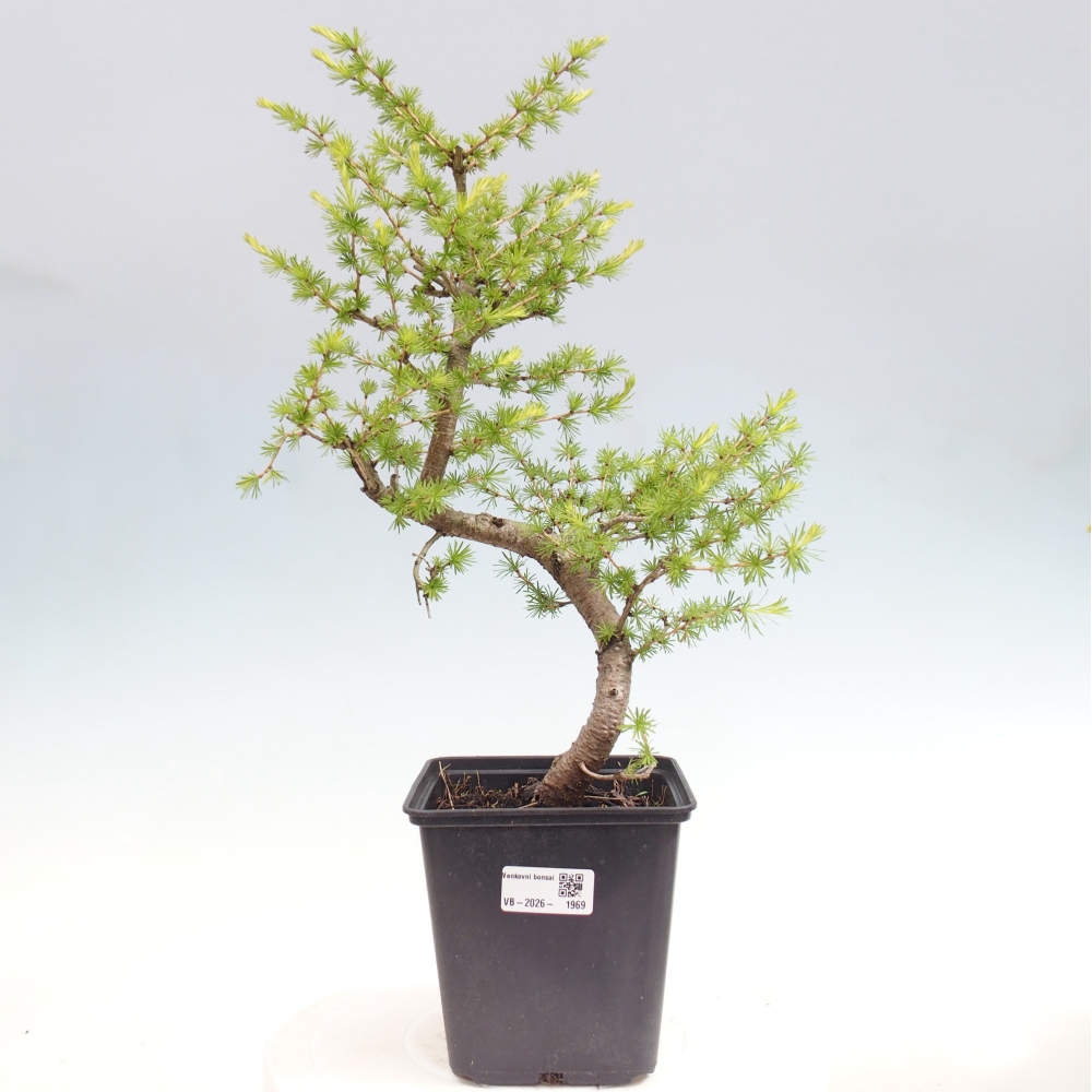 Vonkajšie bonsaje -Larix decidua - Smrekovec