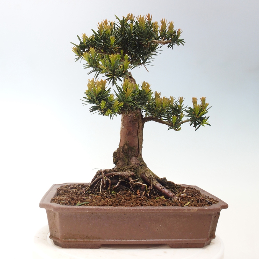 Vonkajší bonsai - Taxus cuspidata - Tis japonský