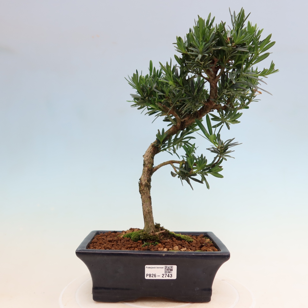 Izbové bonsaje - Podocarpus - Kamenný tis