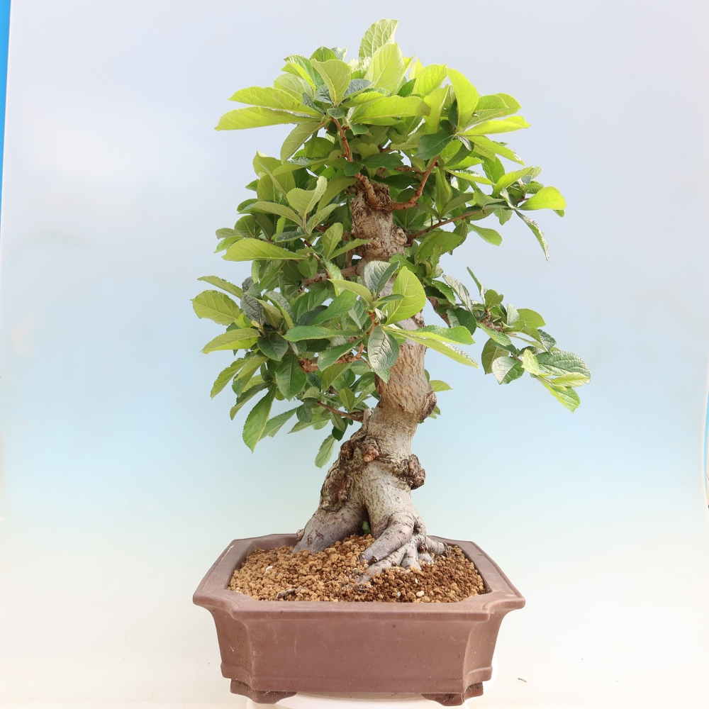 Vonkajšie bonsaje – Photinia chlpatá – Photinia villosa