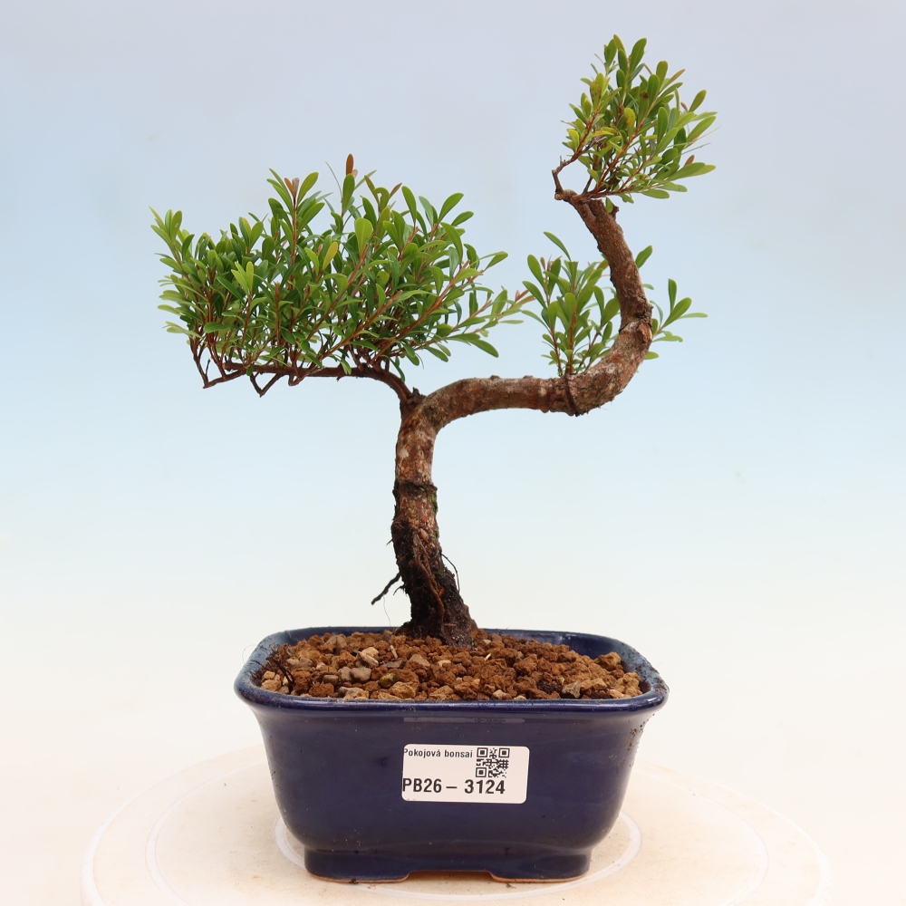 Izbové bonsaje - Syzygium - Pimento