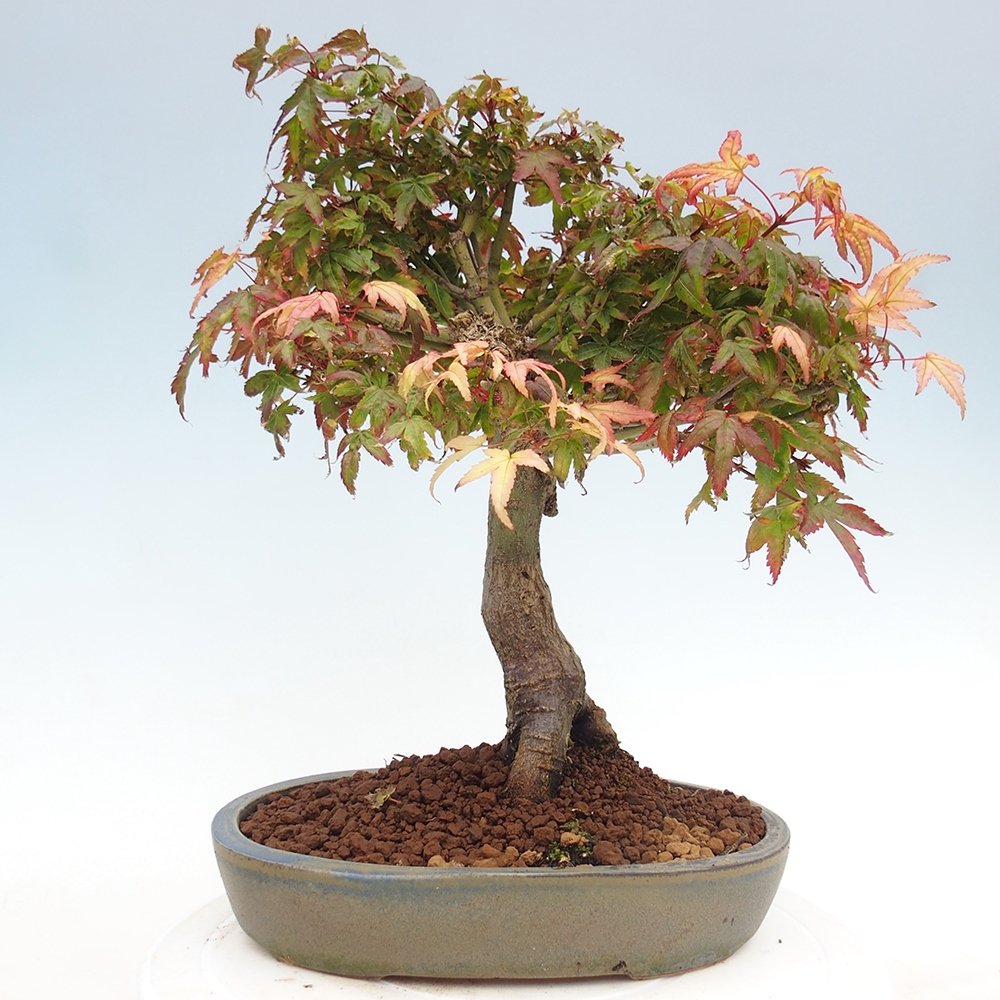 Acer palmatum KIOHIME - Javor palmetový