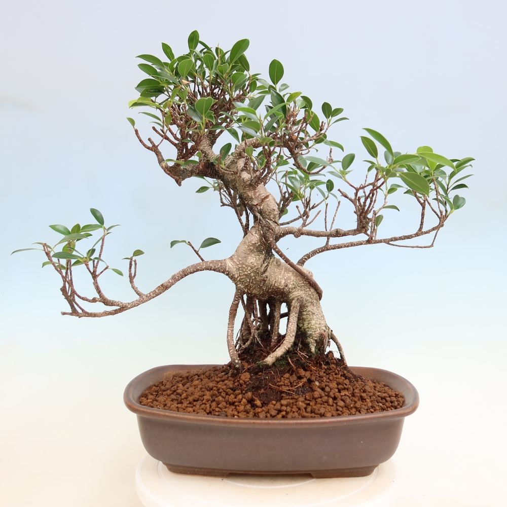 Izbové bonsaje - Ficus kimmen - drobnolistý fikus