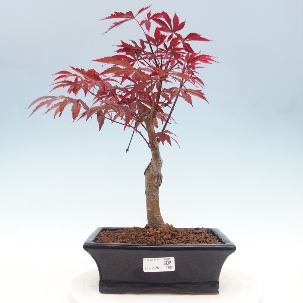 Vonkajší bonsai - Acer palm. Atropurpureum-Javor dlanitolistý
