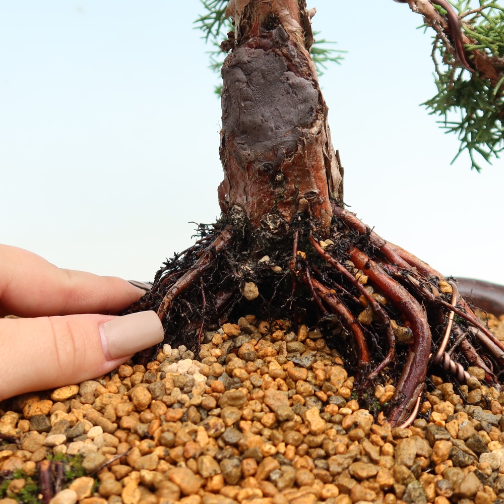 Vonkajší bonsaj - Juniperus chinensis Kishu
