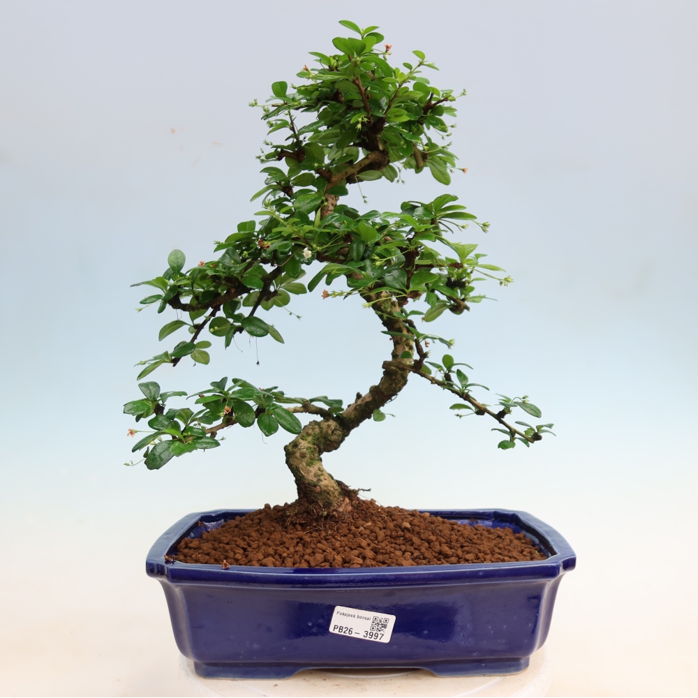 Izbové bonsaje - Carmona macrophylla - Tea fuki